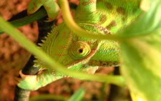 chameleon-1490179-1599x1201