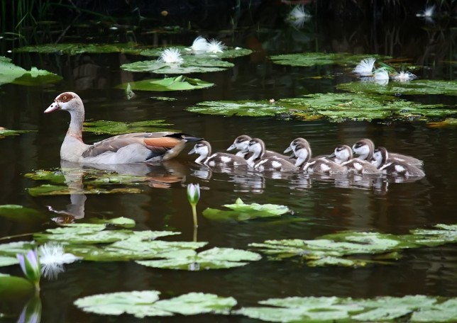 egyptian-goose-parent-with-young-ones-2-1347954-1279x905